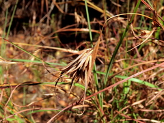Themeda