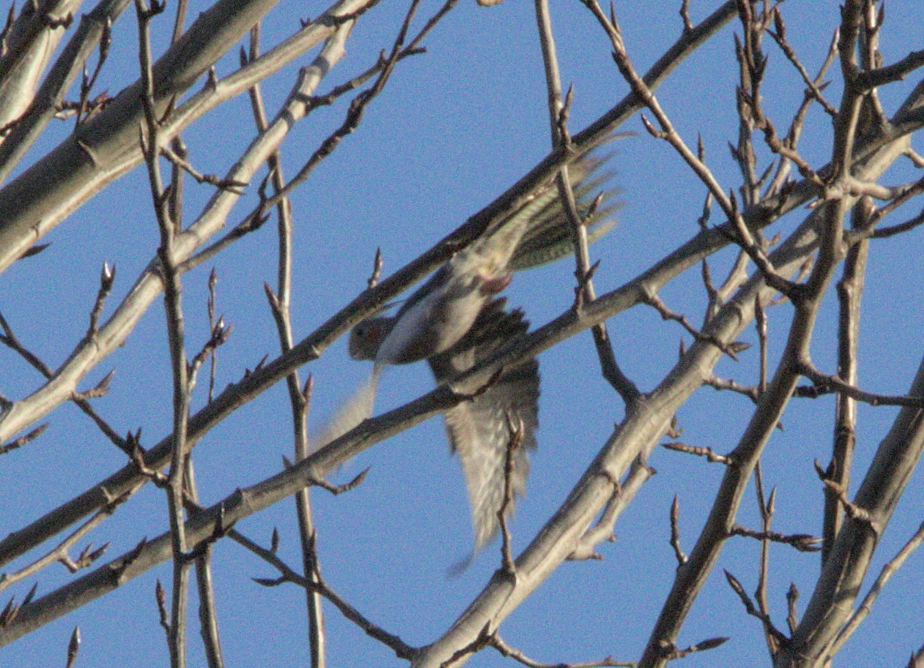 Cockatiel (Nymphicus hollandicus), photo 6
