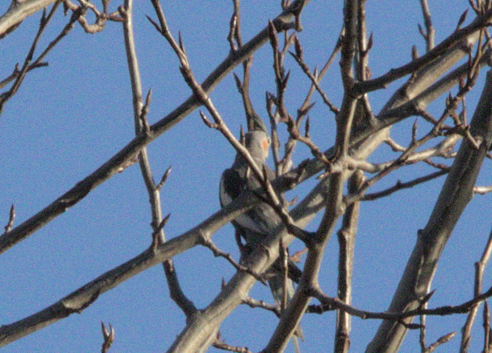 Cockatiel (Nymphicus hollandicus), photo 7