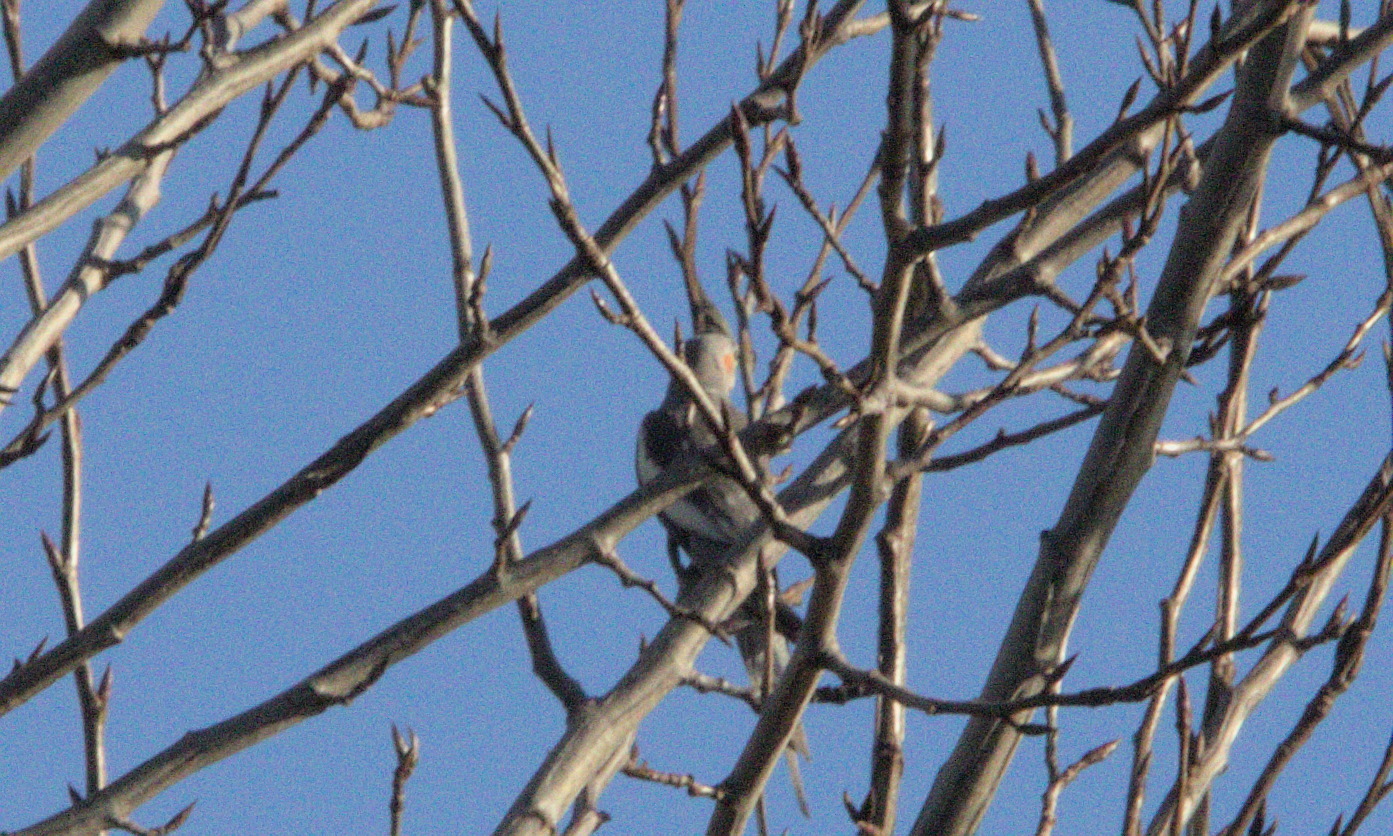 Cockatiel (Nymphicus hollandicus), photo 8