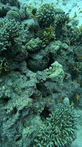 Gymnothorax flavimarginatus