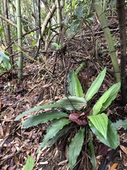 Calanthe triplicata
