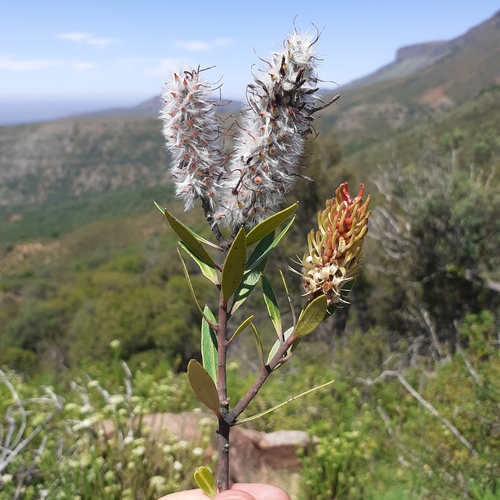 Image of Faurea recondita by (c) Brian du Preez, some rights reserved (CC BY-SA)