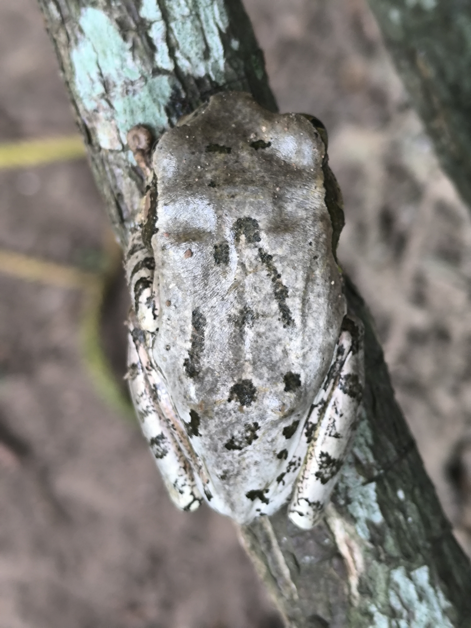 Leptopelis natalensis (Smith, 1849)