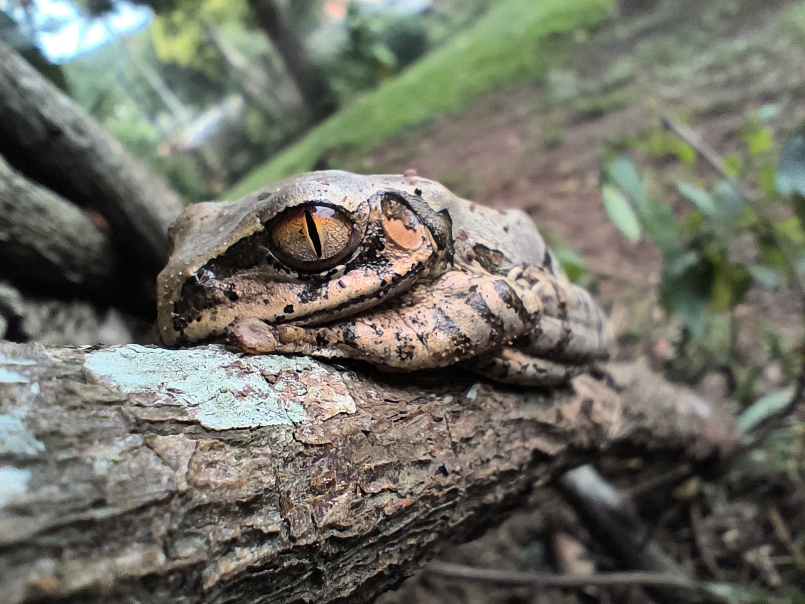 Leptopelis natalensis (Smith, 1849)