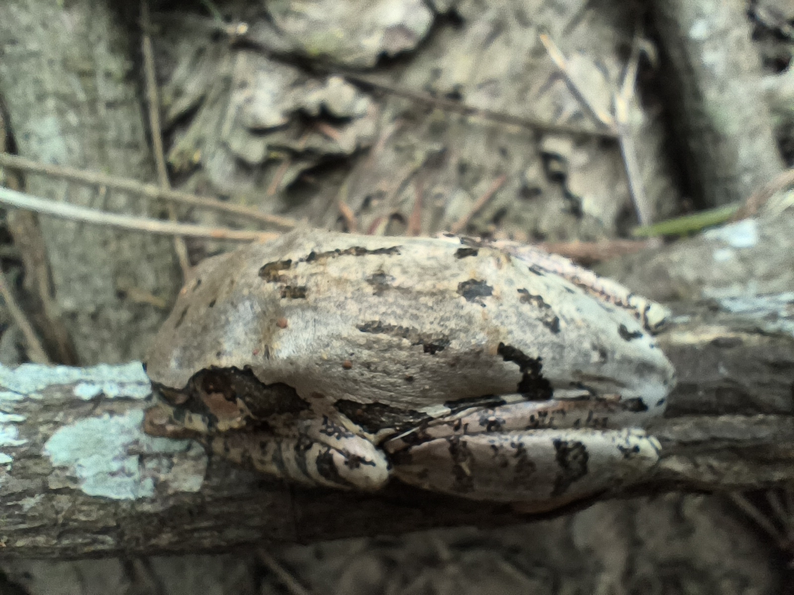 Leptopelis natalensis (Smith, 1849)