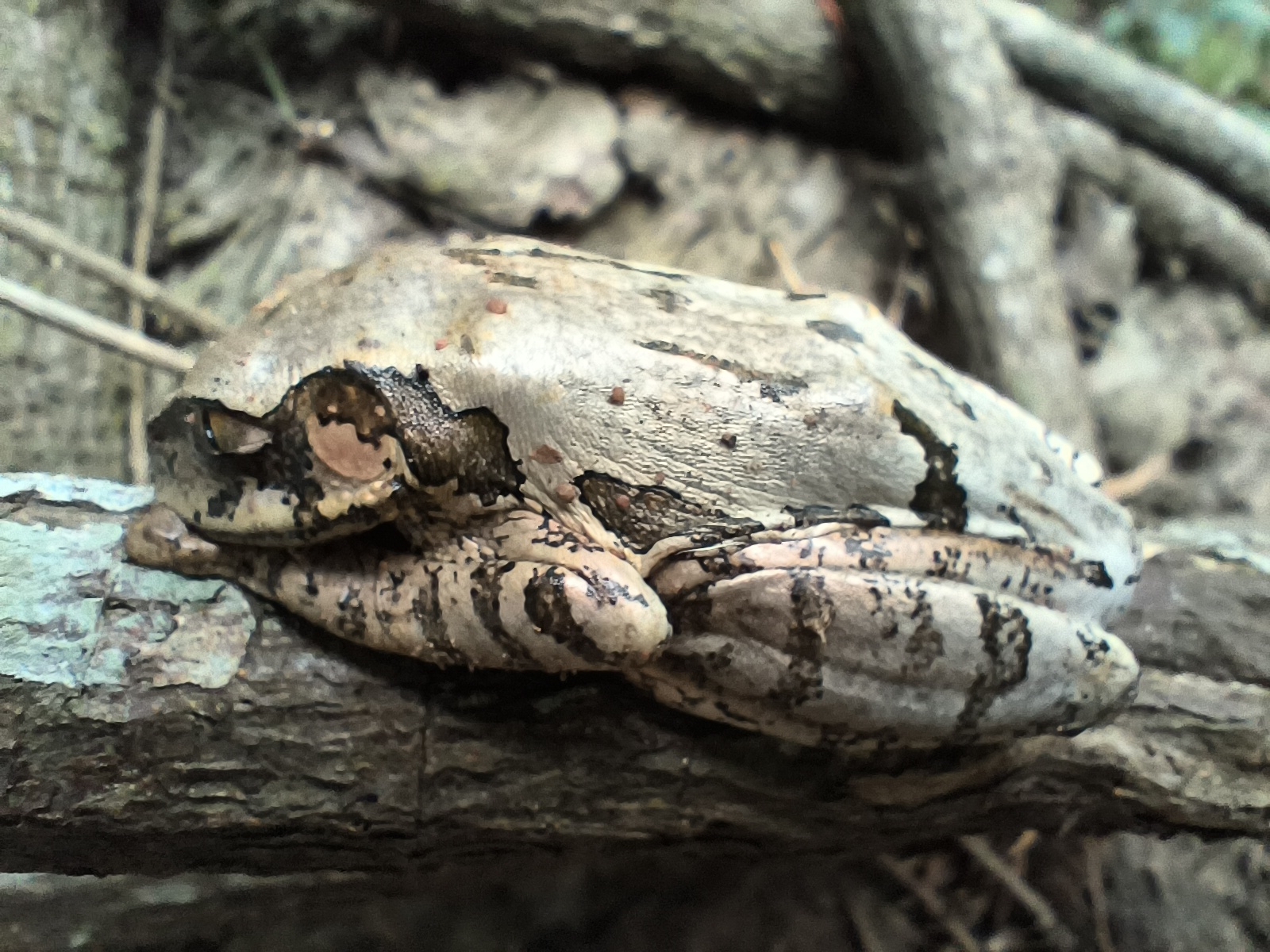 Leptopelis natalensis (Smith, 1849)