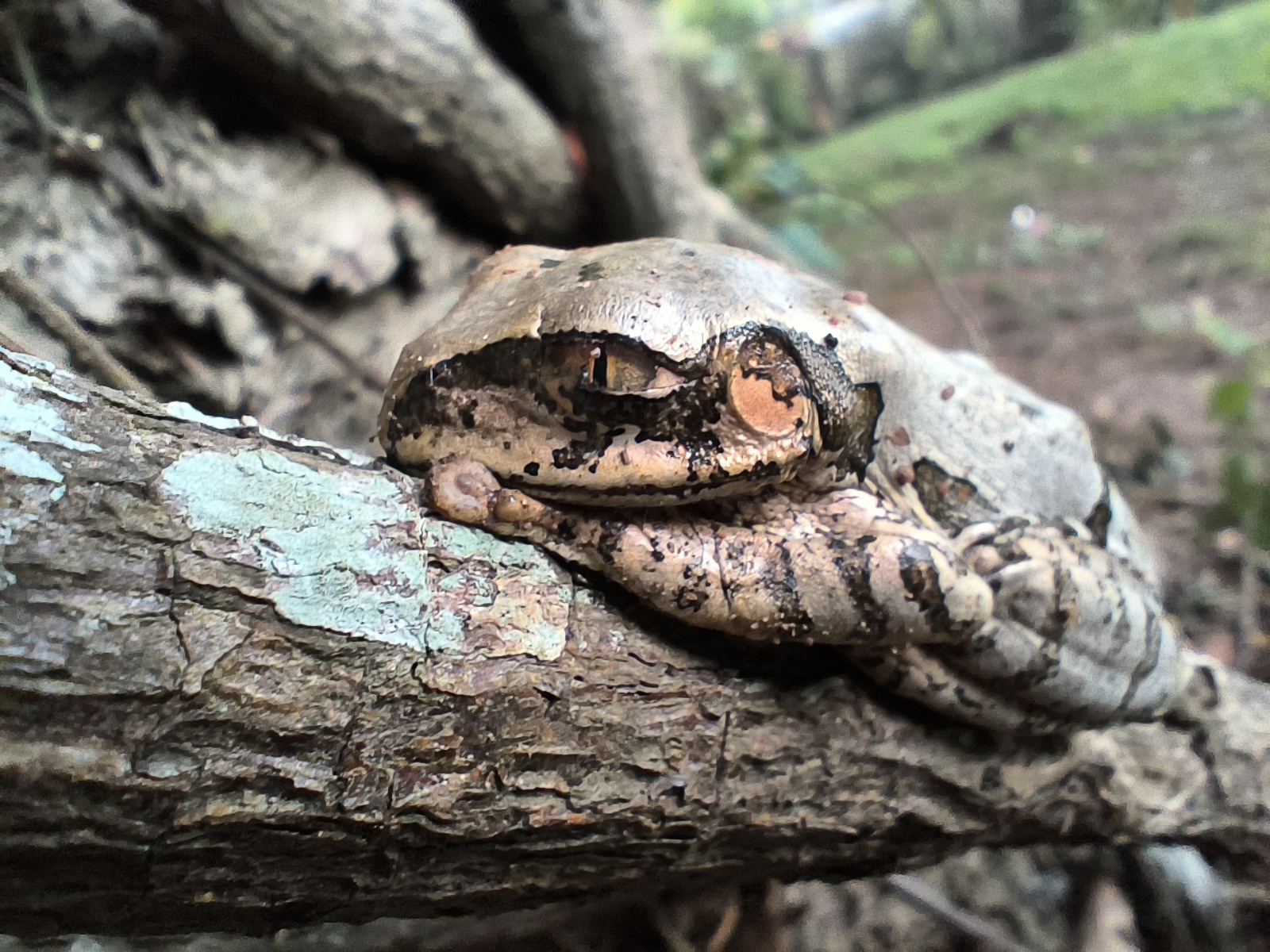 Leptopelis natalensis (Smith, 1849)