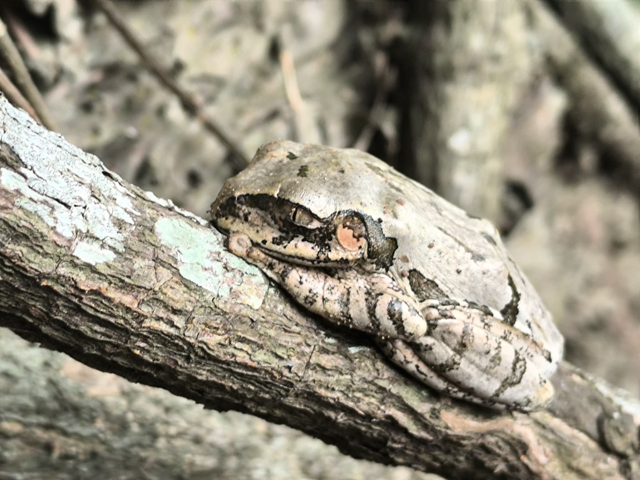 Leptopelis natalensis (Smith, 1849)