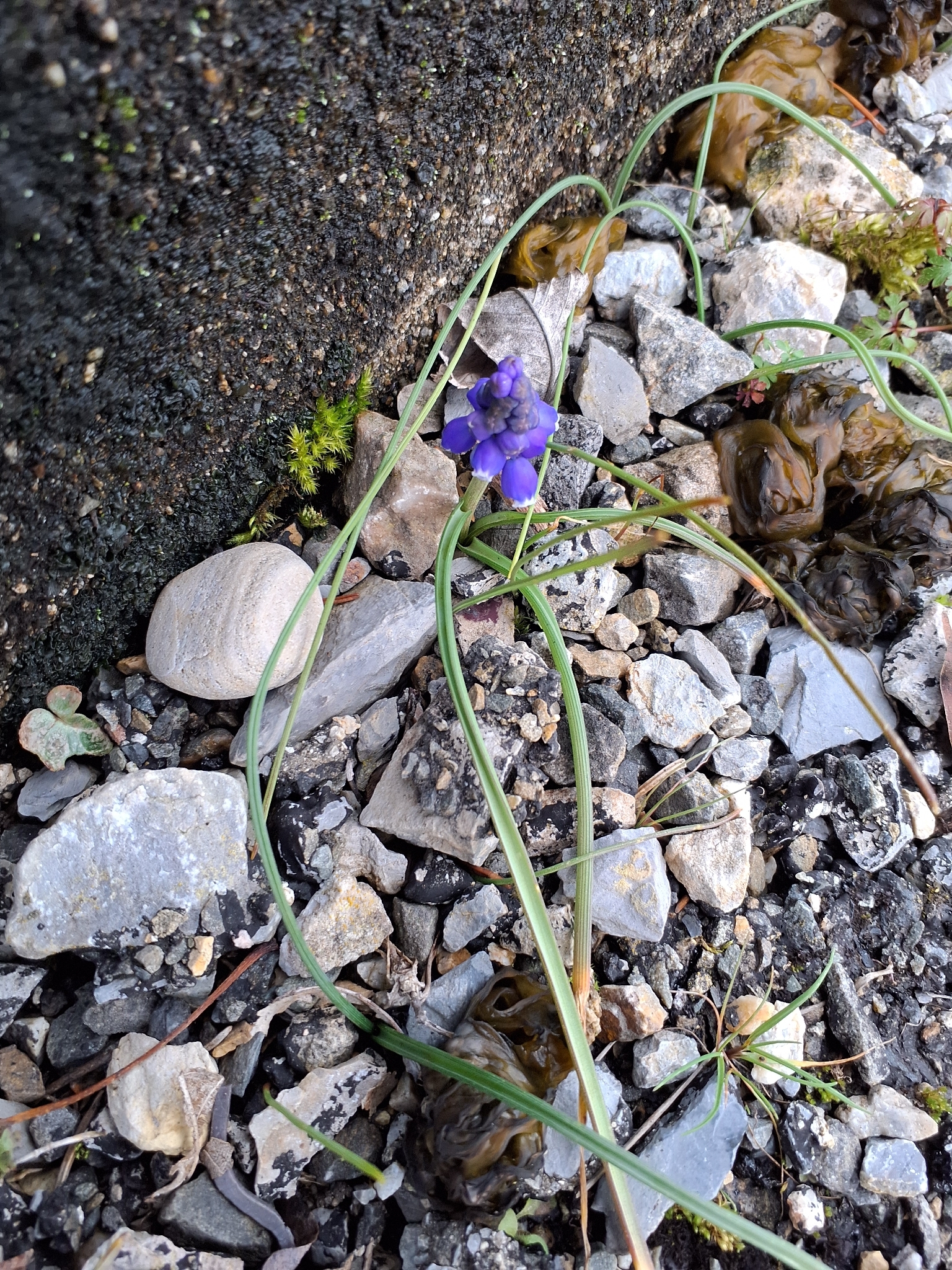 Beispielbild: Traubenhyazinthe (Muscari armeniacum)