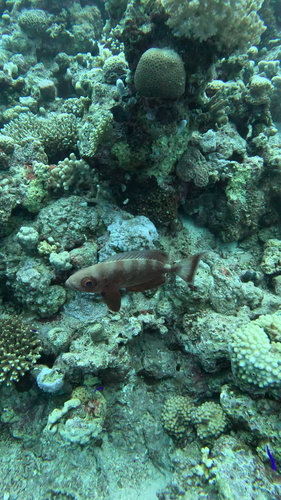 Priacanthus hamrur