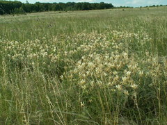 Astragalus albicaulis