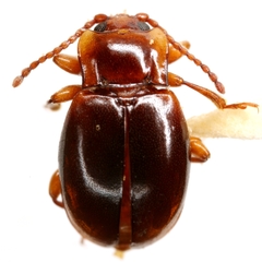 Lycoperdina ferruginea