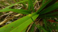 Ranunculus verticillatus