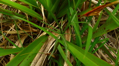 Ranunculus verticillatus