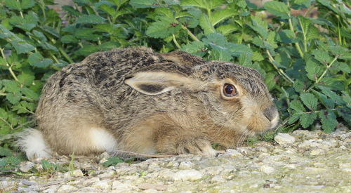Apennine Hare, Sicily, IT, photo 3 of 10
