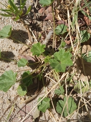 Malva parviflora