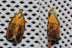 Ptycholoma lecheana