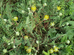 Astragalus dasyanthus