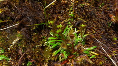 Abrotanella linearis