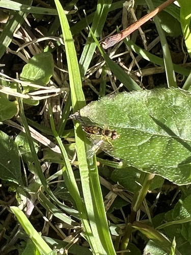 Unknown species found near Rose St, Houston, TX, US