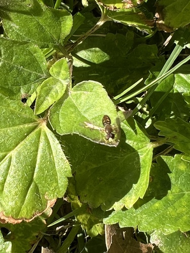 Unknown species found near Rose St, Houston, TX, US