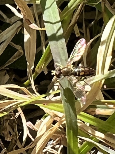 Unknown species found near Rose St, Houston, TX, US