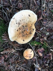 Pudorini