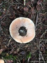 Pudorini