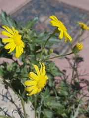 Senecio glaucus