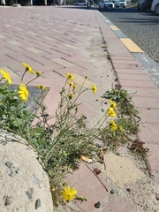 Senecio glaucus