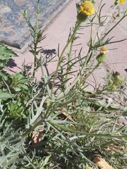 Senecio glaucus
