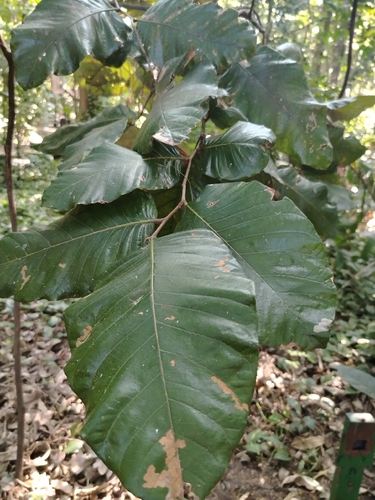 Microdesmia arborea, 2026-01-29