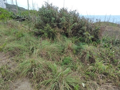 Cymbopogon tortilis, photograph (c) chiuluan, some rights reserved (CC BY)