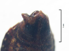 Chinamiris muehlenbeckiae