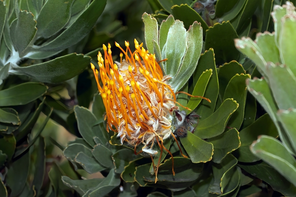 Pincushion Hybrids (Leucospermum ×)