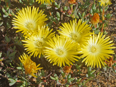 Lampranthus glaucus