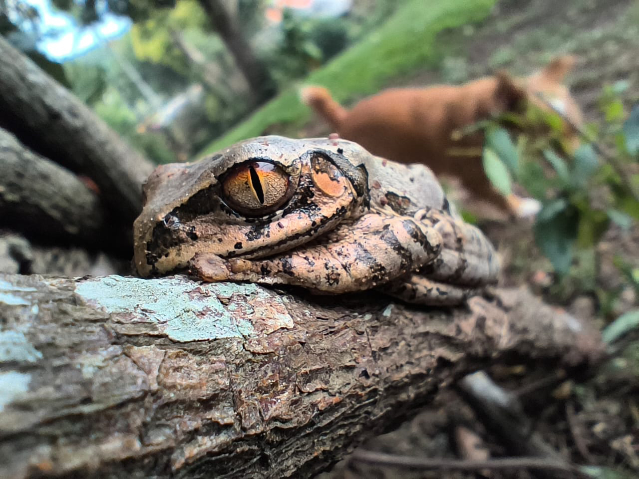 Leptopelis natalensis (Smith, 1849)
