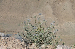 Echinops nanus