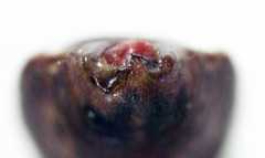 Chinamiris muehlenbeckiae