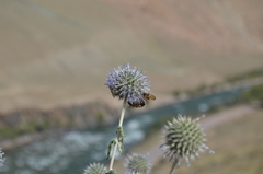 Echinops nanus