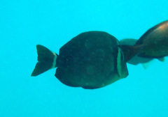 Acanthurus leucopareius