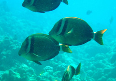 Acanthurus leucopareius
