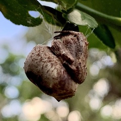 Poltys illepidus