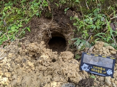 Manis pentadactyla pentadactyla