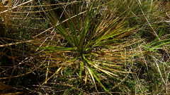 Aciphylla colensoi