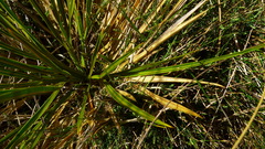 Aciphylla colensoi