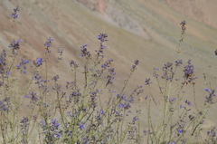 Salvia abrotanoides