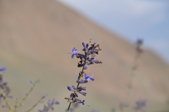 Salvia abrotanoides