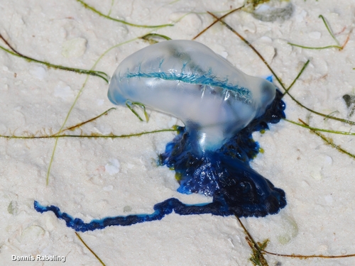 Indo-Pacific Man-O-War, photo 4 of 9